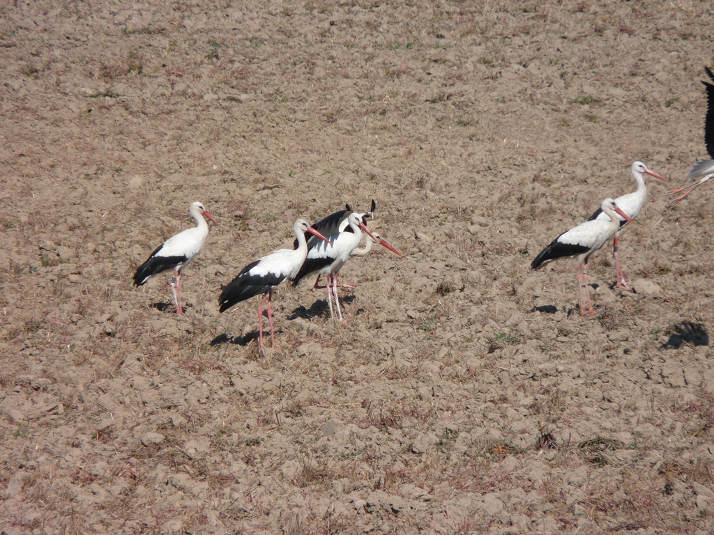 No s'ha trobat l'arxiu